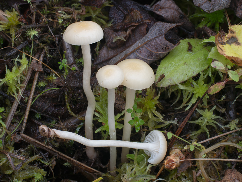 Hygrocybe russocoriacea